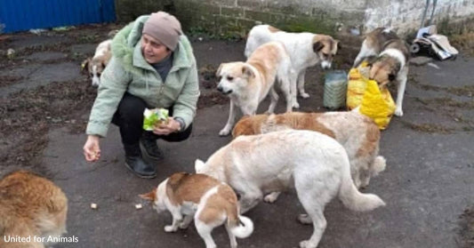 Thousands of Displaced Pets Need Help in Kramatorsk, On the Ukrainian Frontlines