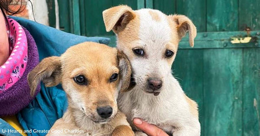 Puppies Rescued from the Ukrainian Frontlines Seek New Homes