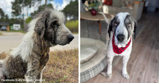 Split image showing a large dog with severe skin disease and hair loss outdoors on the left and the same dog healthy indoors wearing a red bandana on the right.