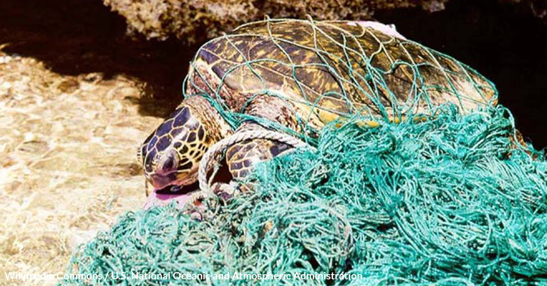 Our Oceans Suffocate As Deadly Ghost Gear Kills Millions