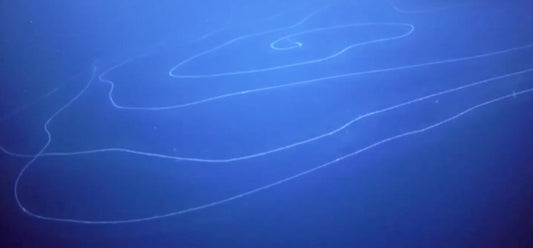 Scientists Discover Massive ‘Silly String’ Creature in Deep Sea