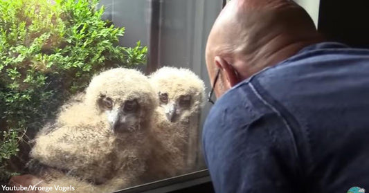 The Adorable Living Arrangement of a Man and a Family of Giant Eurasian Eagle-Owls