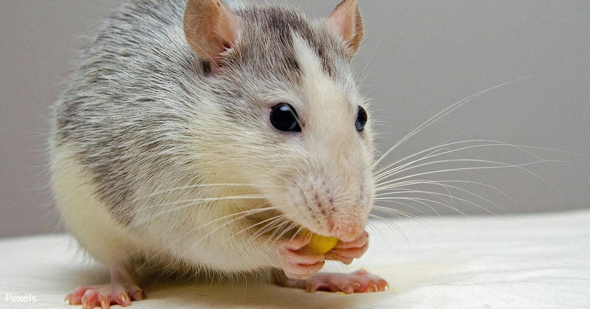 X Large Rats Giant Rats Are Exposing Wildlife Smugglers and Saving Endangered ...