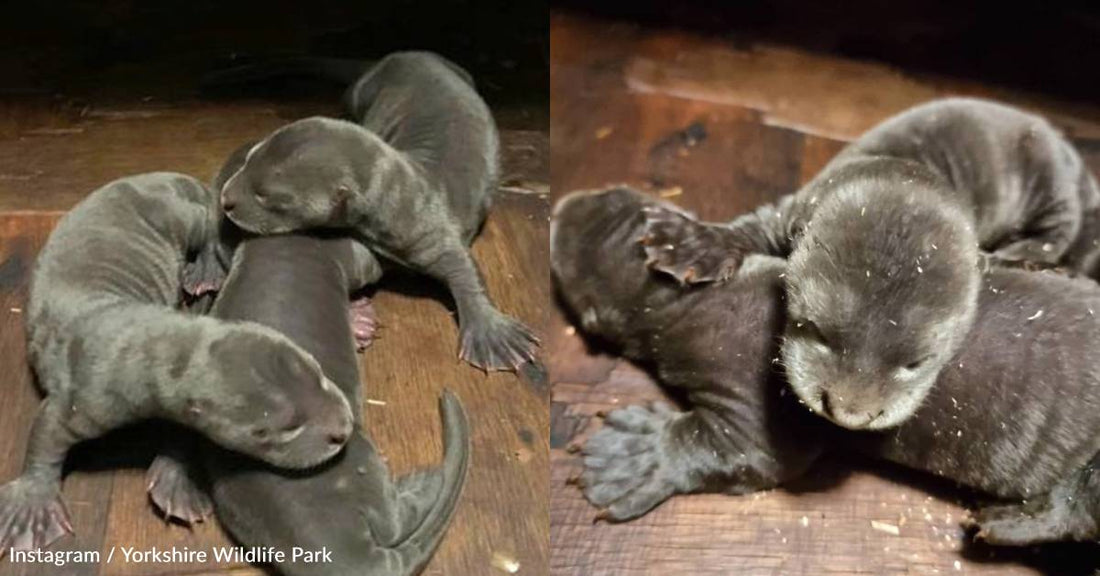 Endangered Giant Otter Triplets Born at U.K. Wildlife Park