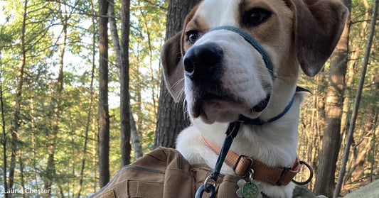 Outdoor Enthusiast Dog 'Hates to Go Anywhere Without His Backpack'