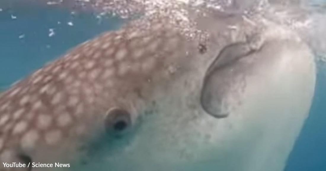 Close-up of a ginkgo-toothed beaked whale swimming underwater, showcasing its distinctive spotted skin.