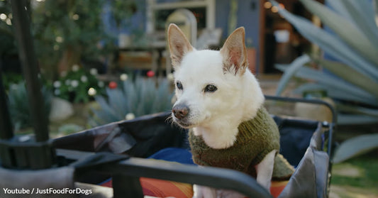 Guinness World Records Recognizes Gino As The World’s Oldest Living Dog