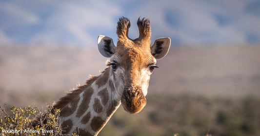 They Have Sky-High Blood Pressure, and Other Fascinating Facts About Giraffes