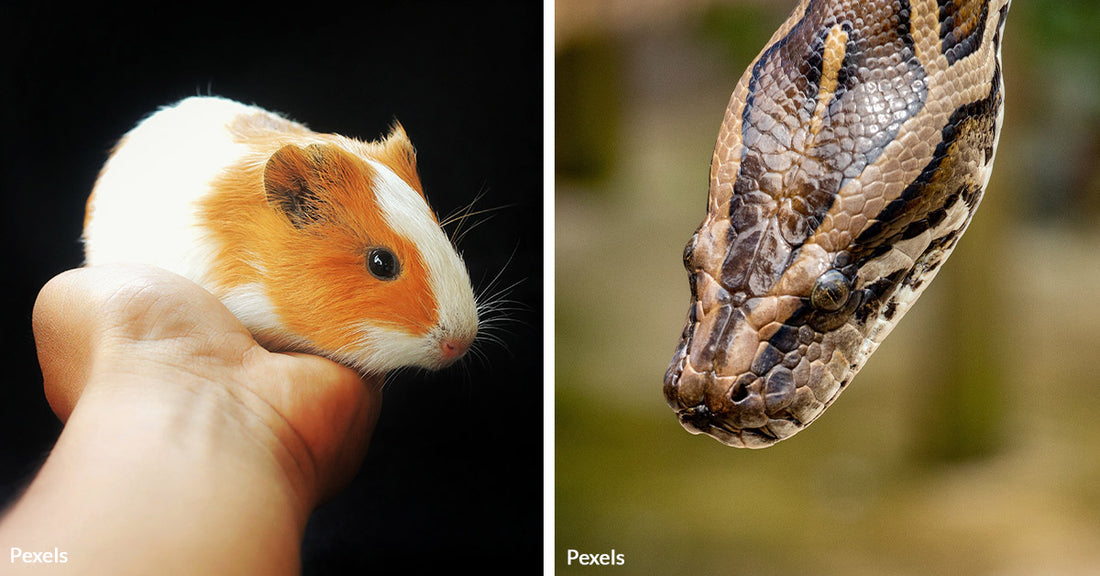 Young Hero Battles Python to Rescue Pet Guinea Pig in Daring Backyard ...