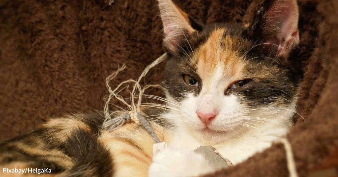 Stray Cat Gradually Brings Seven Kittens to Nearby Home