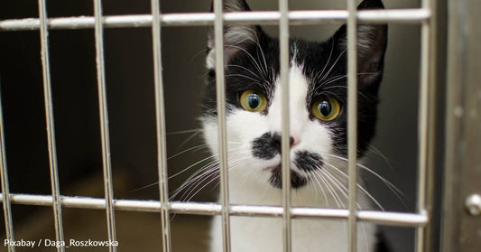 This GivingTuesday, Help Us Provide 3 Million Meals to Shelter Pets