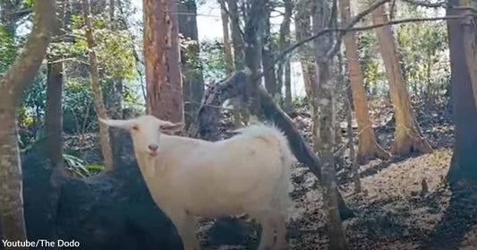 Animal Sanctuary Welcomes Goat to Her New Home After She Was Abandoned on an Island