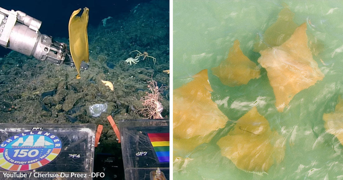 Scientists Find Millions Of Golden Eggs Hidden in Deep Sea Nursery Near Volcano