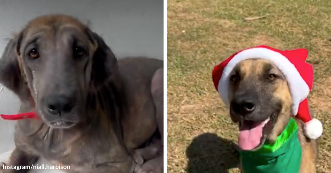 Rescue Dog Rises From A Hairless Fight For Survival To Become A Golden Girl