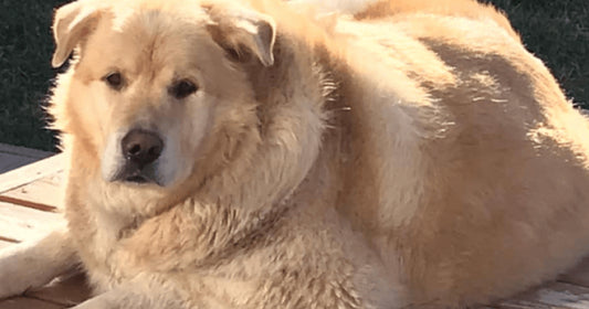 Owner Demands Vet Euthanize His Overweight Golden Retriever, Now He Has A New Home And Lost Over 100lbs