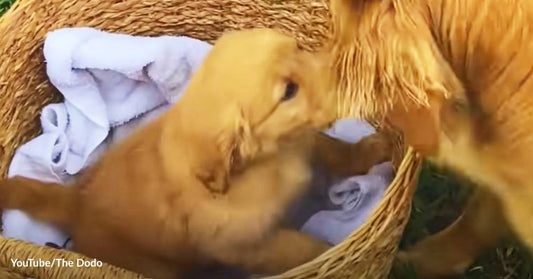 Love You, Sis! Golden Retriever Welcomes a New Puppy into Their Family with the Sweetest Affection