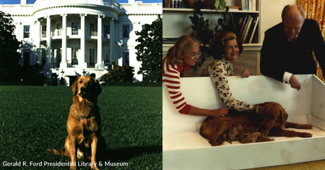 They've Given Birth in The White House, and Other Fun Facts About the Golden Retriever