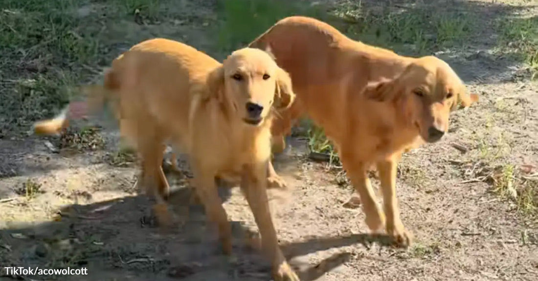 Two adult golden retrievers walking side by side on a dirt path in a sunlit yard.