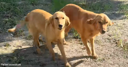 Two adult golden retrievers walking side by side on a dirt path in a sunlit yard.