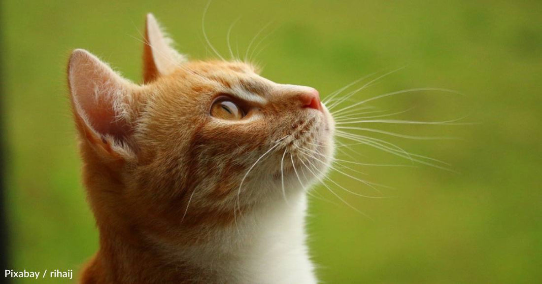 Cat Shows Up on Man's Porch When His Wife is in Hospice