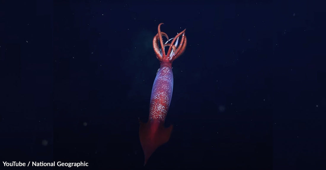 Antarctic Squid Never Seen Alive Before Caught in Stunning Deep Sea Footage