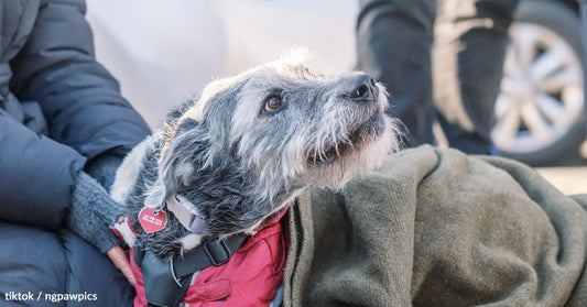 A scruffy dog gazes upward, wrapped in a green blanket and wearing a harness.