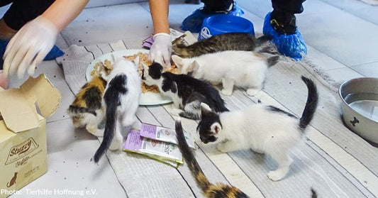 Hundreds of Shelter Kittens Have Full Bellies, Thanks to You