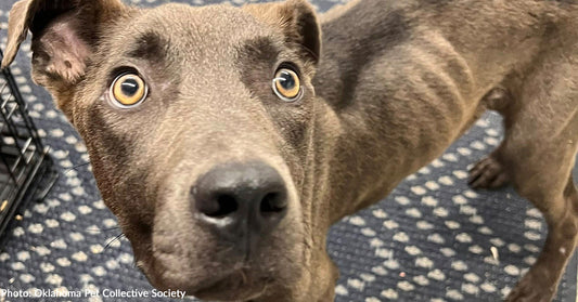 Emaciated Dog Near Death Finally Gets Help He Needs After Collapsing in Stranger's Garage