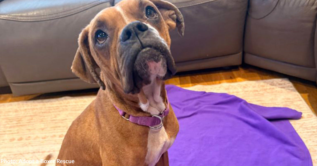 Emaciated Street Dog Living Her Best Life Now in Loving Home