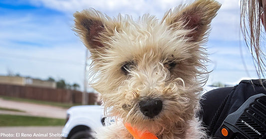 Starving Dog Searching for Food for Weeks Finally Has Full Belly, Thanks to You