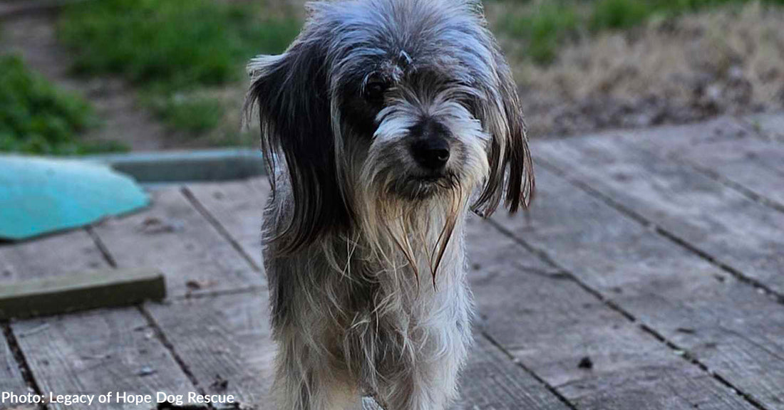 Starving Mama Dog Devours Donated Food After Always Putting Her Puppies First