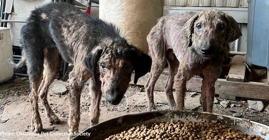 Malnourished Puppies Suffering From Mange Are Now Thriving Thanks To Your Support