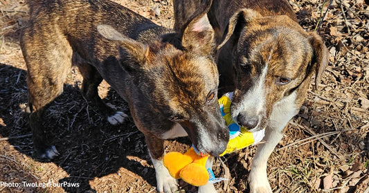 Oklahoma Shelter Puppies & Their Moms Are Thriving Thanks To Your Donations