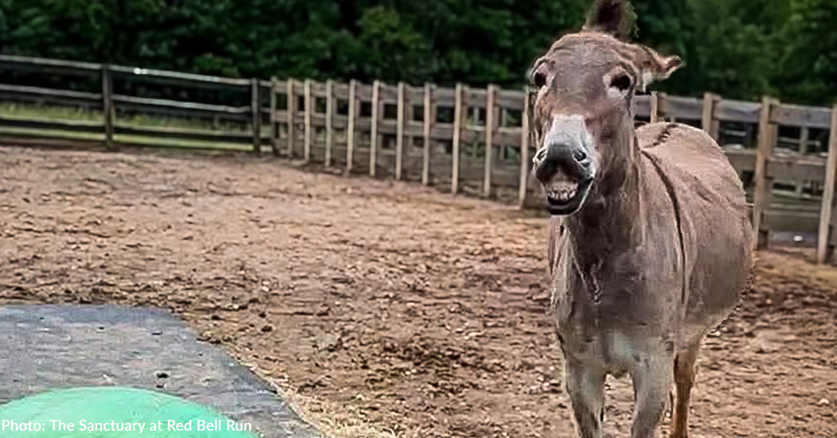 Rescued Donkey Living His Best Life at Sanctuary, Thanks to Your ...