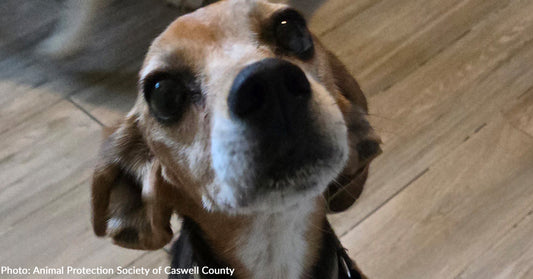 Emaciated Beagle Found Rummaging Through Trash Will Never Go Hungry Again