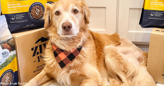 Fearful Shelter Dog Comes Out of Shell Thanks to Love and Delicious Food