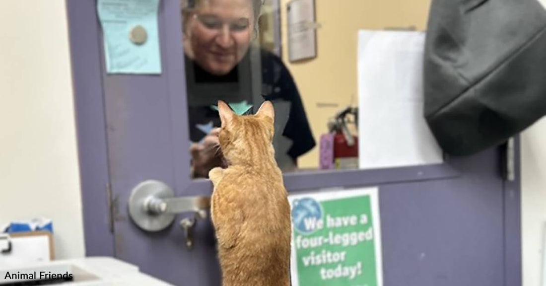 A Shelter Was Overwhelmed During Kitten Season, But You Helped