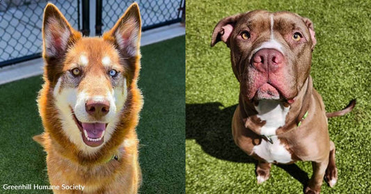 Two Kind-Eyed Abandoned Dogs Have Happily Ever Afters, Thanks to You
