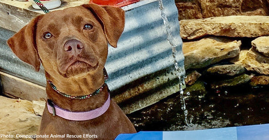 Pregnant Dog Dumped at Lake Finally Experiences Love