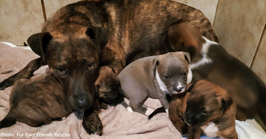 Woman Befriends Abused Dog Dumped Along With Her Puppies In Rural Area And Helps Rescue Them