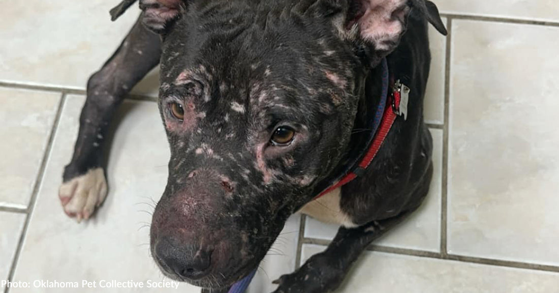 Suspected Bait Dog Rescued from Streets of Oklahoma is Finally Getting Care He Needs