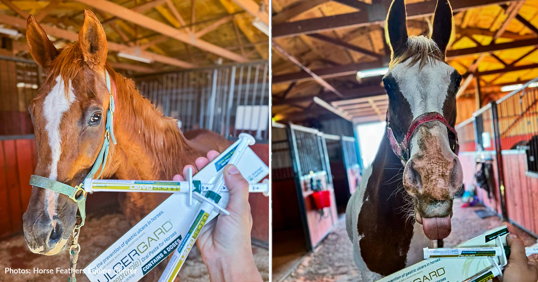 Sick and Neglected Horses Taken in By Oklahoma Rescue Are Finally Getting Care They Need