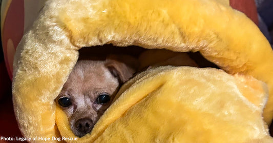 Rescue Dogs Have Sweet Dreams Inside Donated Winnie the Pooh "Hunny" Pot Beds