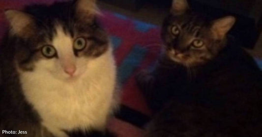 Stray Kittens Survive Two Snowstorms in Homemade Shelter