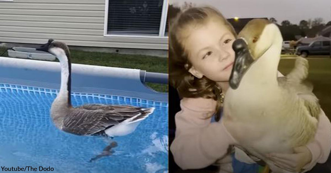 She’s The Happiest Little Girl Whenever Gumbo The Goose is With Her