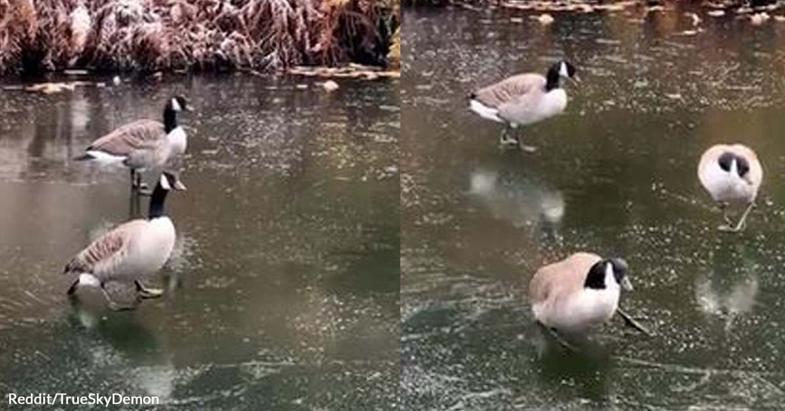 This Goose Is Clearly Not a Fan of Ice Skating. Watch the Relatable Video to Learn Why