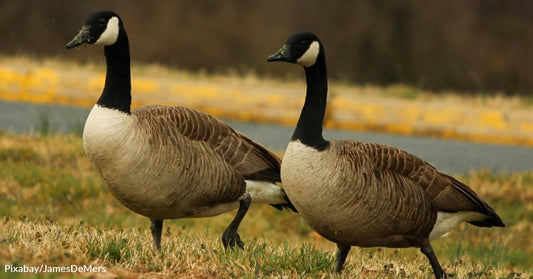 Canada Goose Waits Outside Wildlife Hospital While Her Injured Mate Gets Surgery