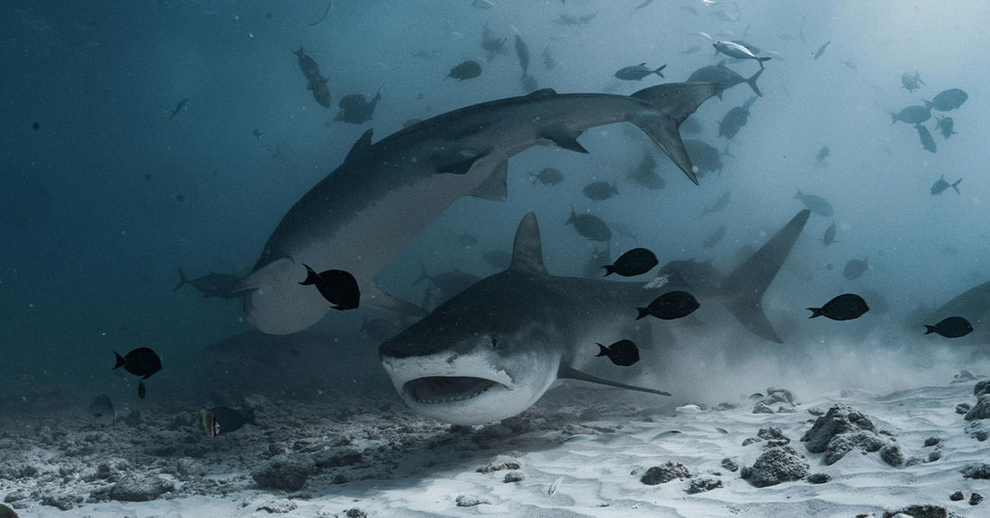 GoPro Sinks Beneath Cruise Ship and Reveals Predators Stalking the Depths