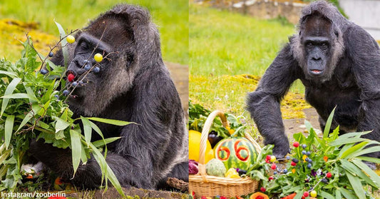 The World’s Oldest Living Gorilla Receives a Fruit Platter and a Lovely Vegetable Bouquet on Her 66th Birthday