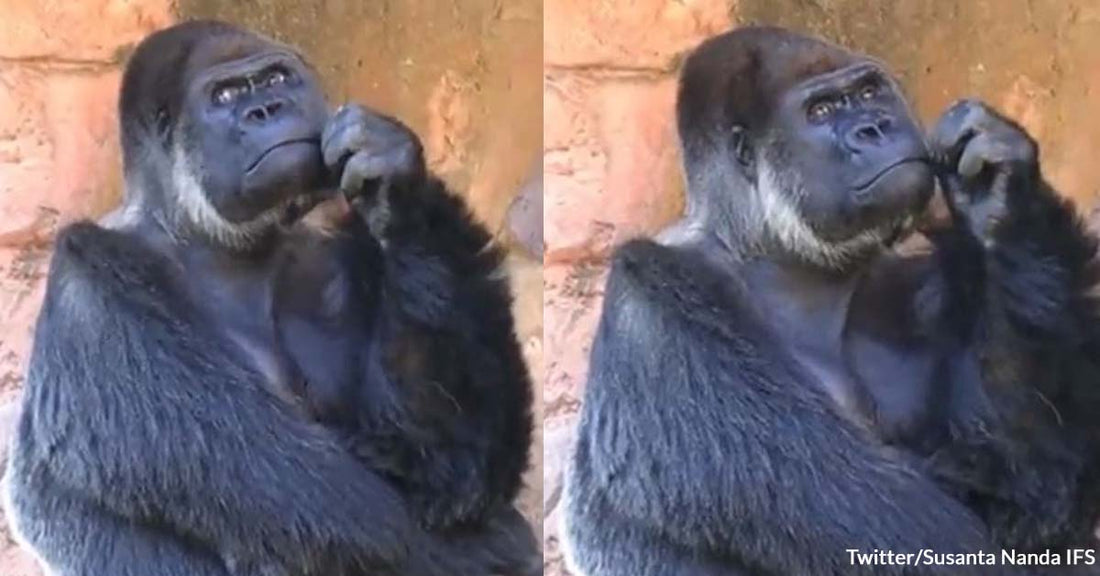 Camera Caught a Gorilla Deep in His Thoughts, and Twitter Users Had Fun Interpreting the Video